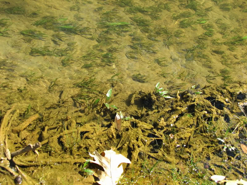 靠近岸边的水草，长满了藻类；中央水流快速的地带，则无藻类。