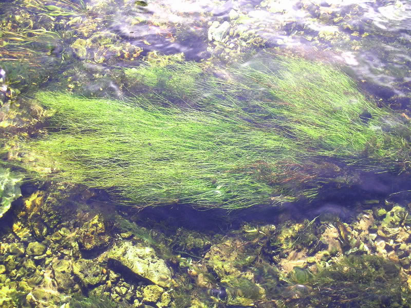 水流太强时，会出现较多的细丝状藻类，而水草也会发生破碎等物理性破坏。