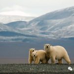 北极熊重新占领废弃气象站，这画风太悠闲了！