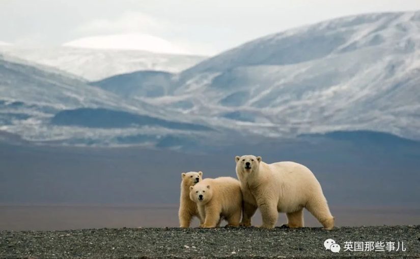 北极熊重新占领废弃气象站，这画风太悠闲了！